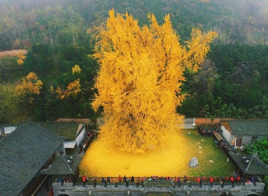 古觀音禪寺 ( Gu Guanyin Buddhist Temple,Xian)