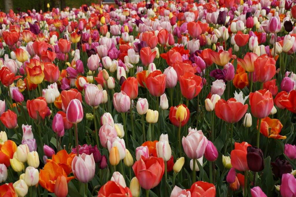 Keukenhof Gardens , Netherlands