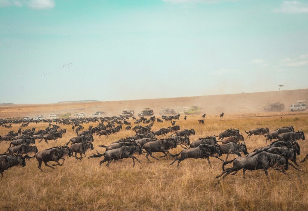 Kenya, The Great Migration