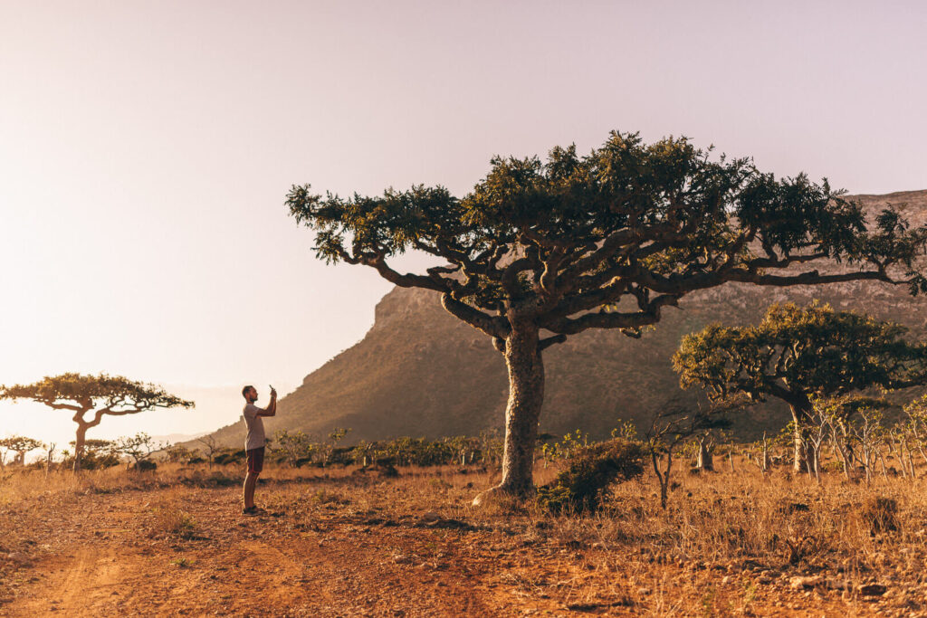 Yemen,Socotra