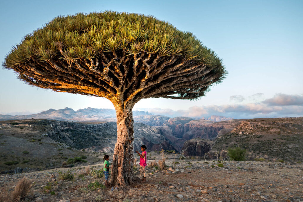 Yemen,Socotra