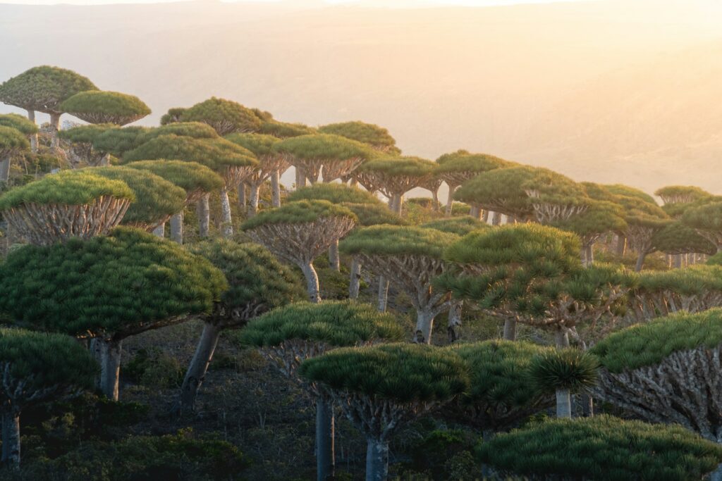 Yemen,Socotra