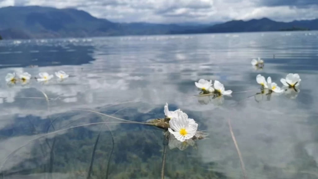 flowers floating in the water